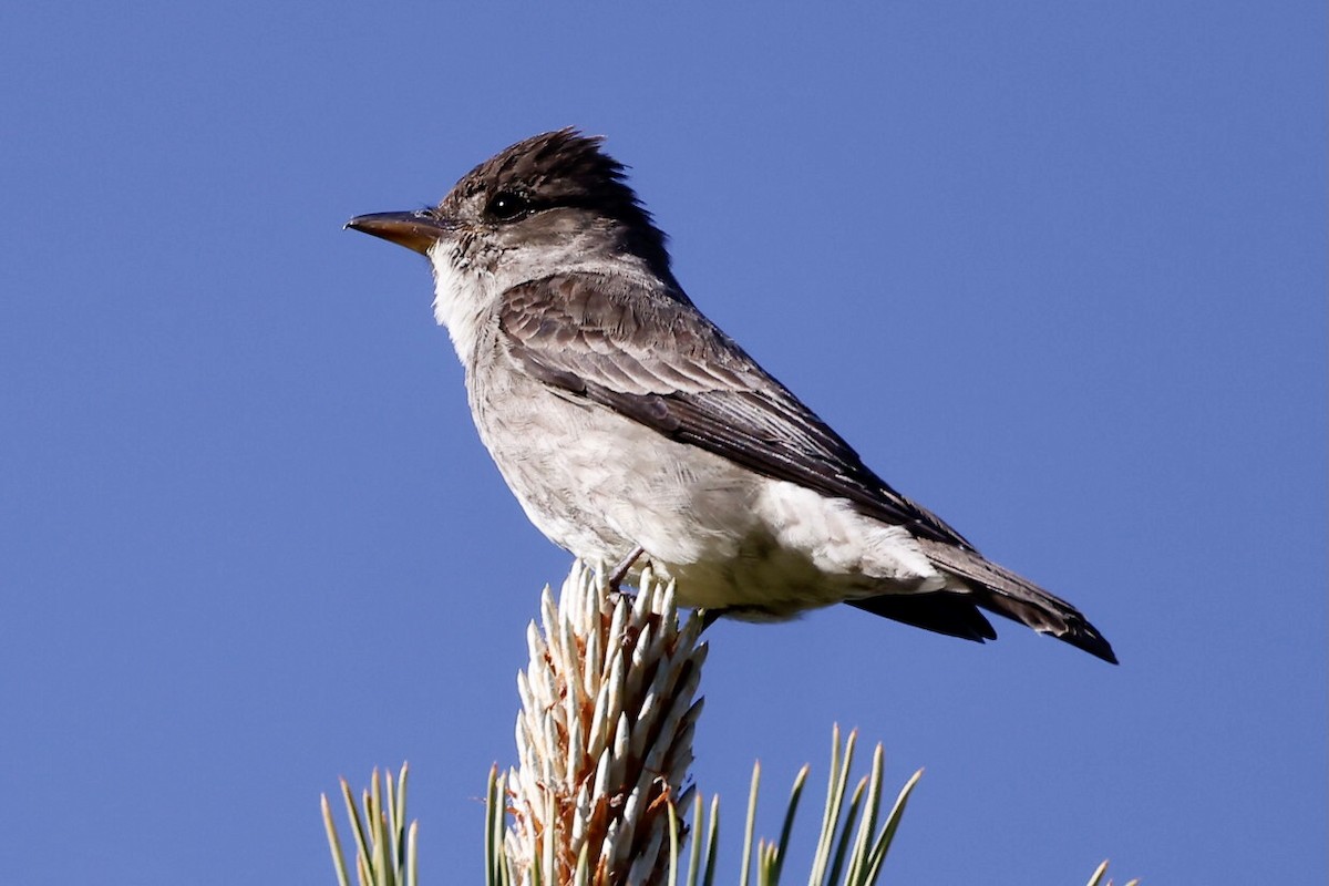 Olive-sided Flycatcher - ML585706991