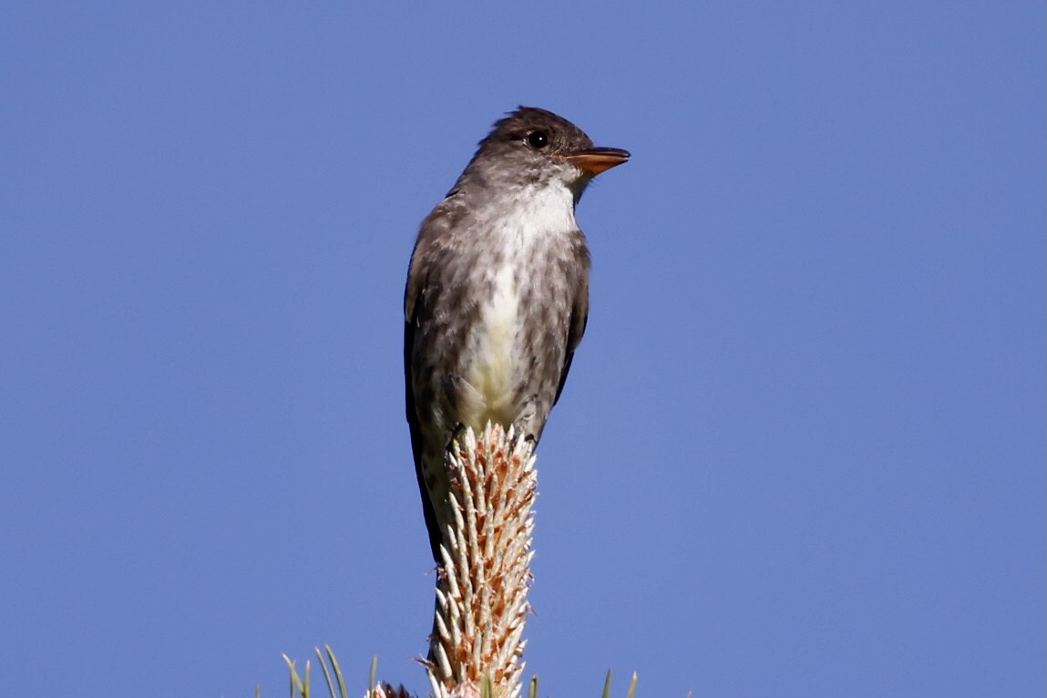 Olive-sided Flycatcher - ML585707141