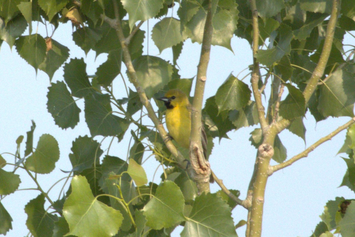 Orchard Oriole - ML585710171