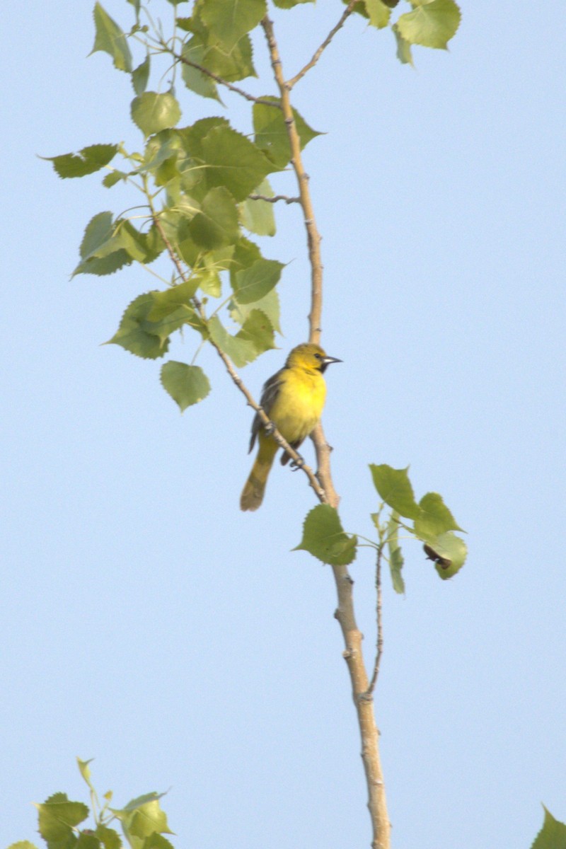 Orchard Oriole - ML585710181