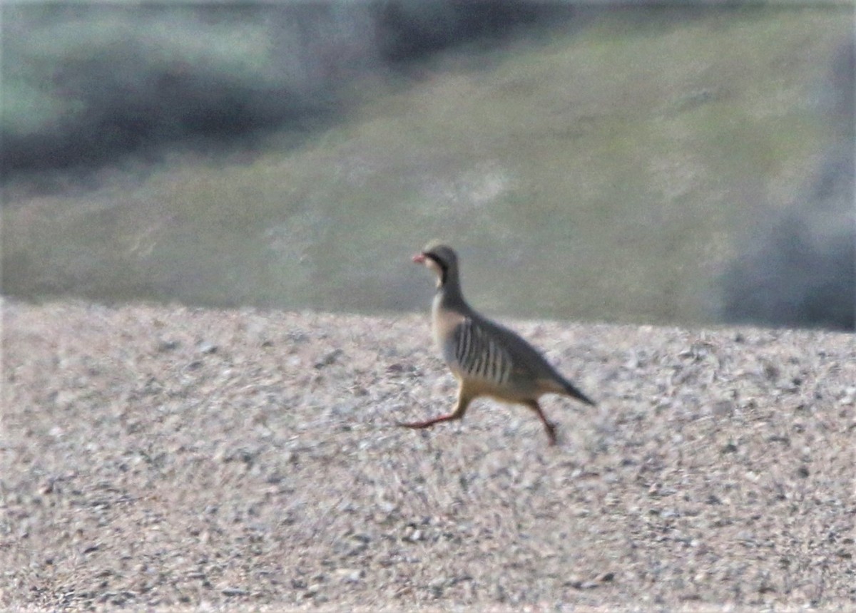 חוגלת סלעים - ML585710211