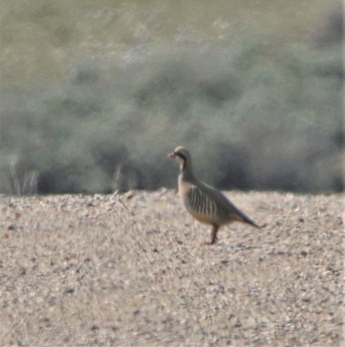 חוגלת סלעים - ML585710241