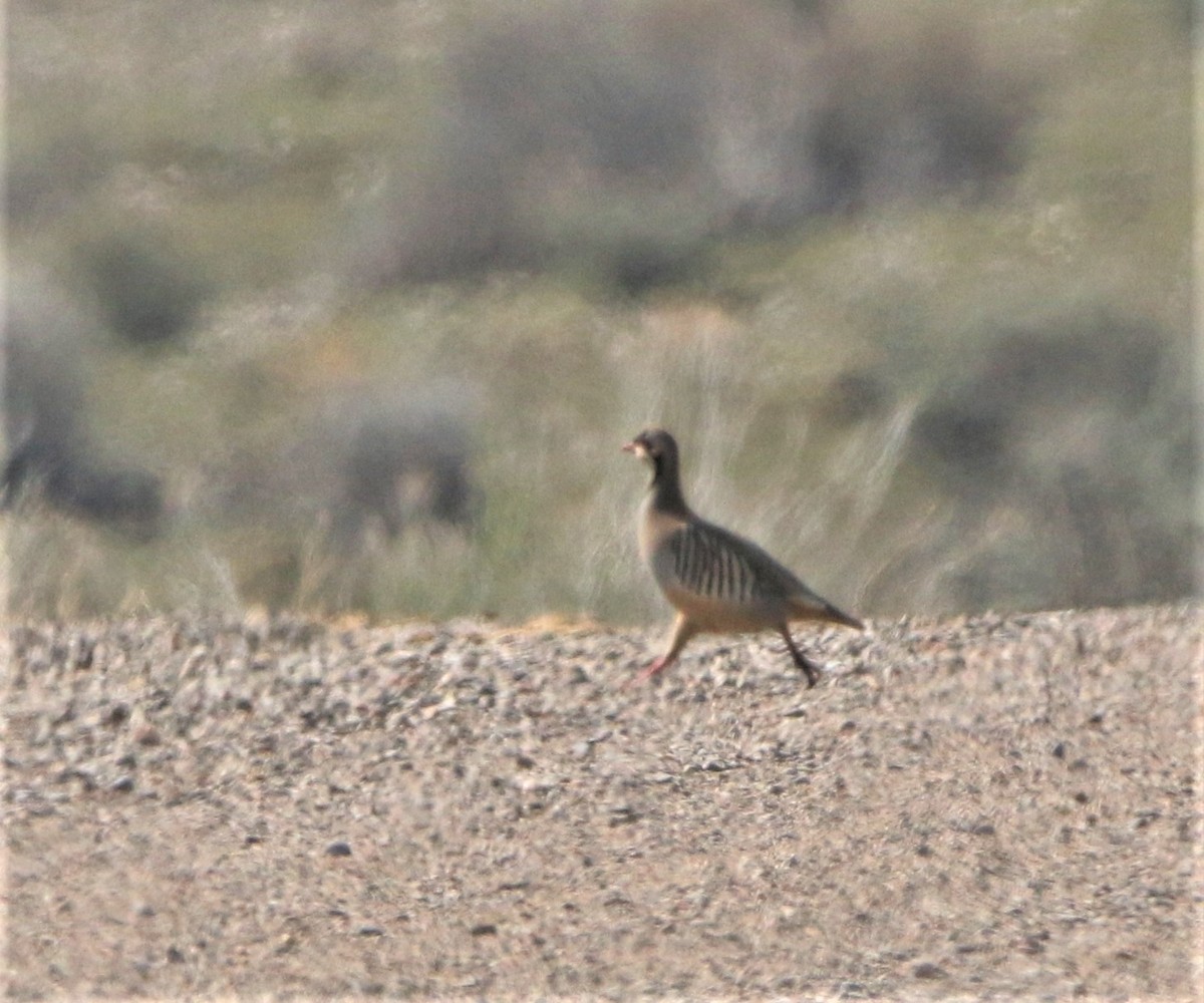 חוגלת סלעים - ML585710291