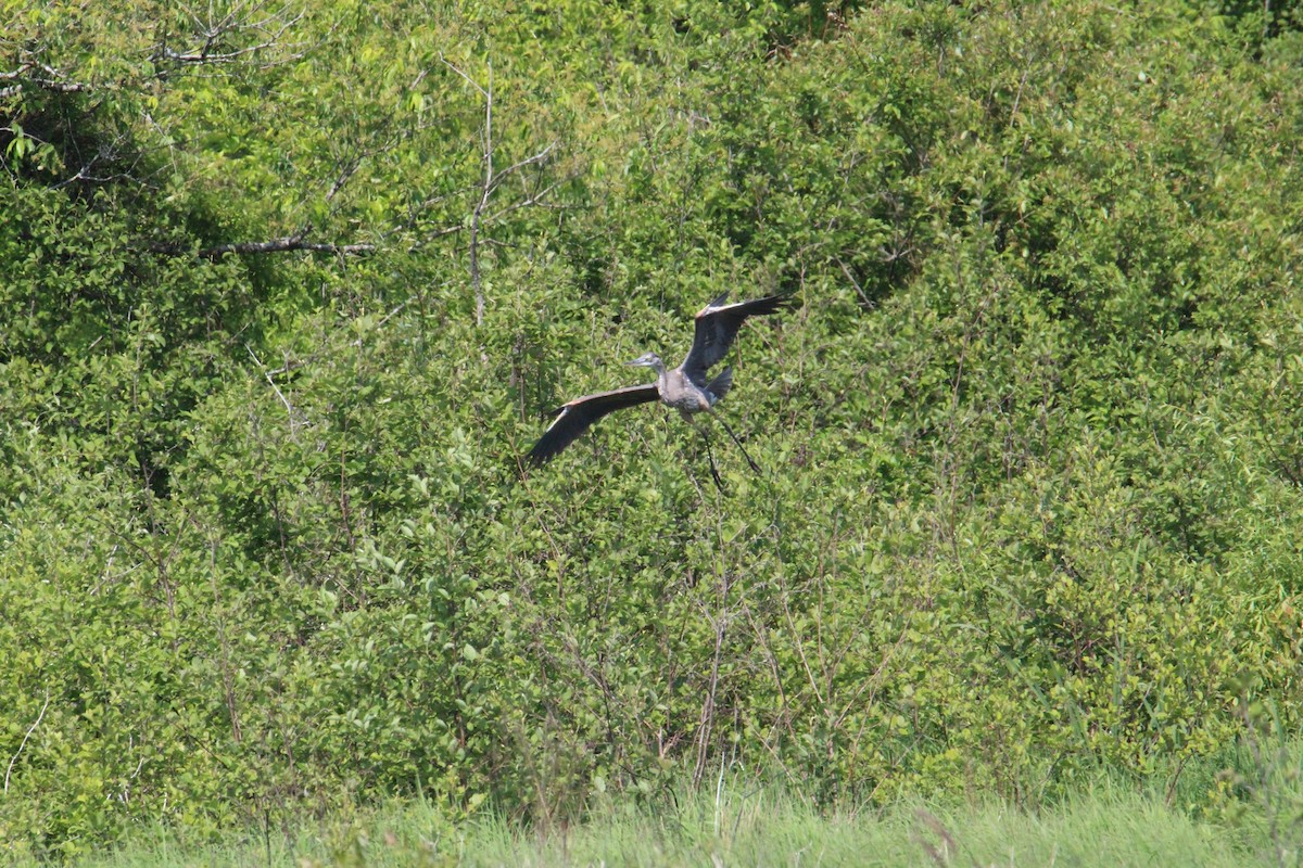 Great Blue Heron - ML585710601