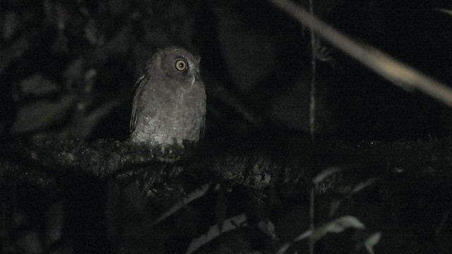 Foothill Screech-Owl (Foothill) - ML585710651