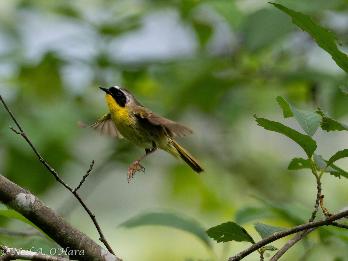 Common Yellowthroat - ML585710701