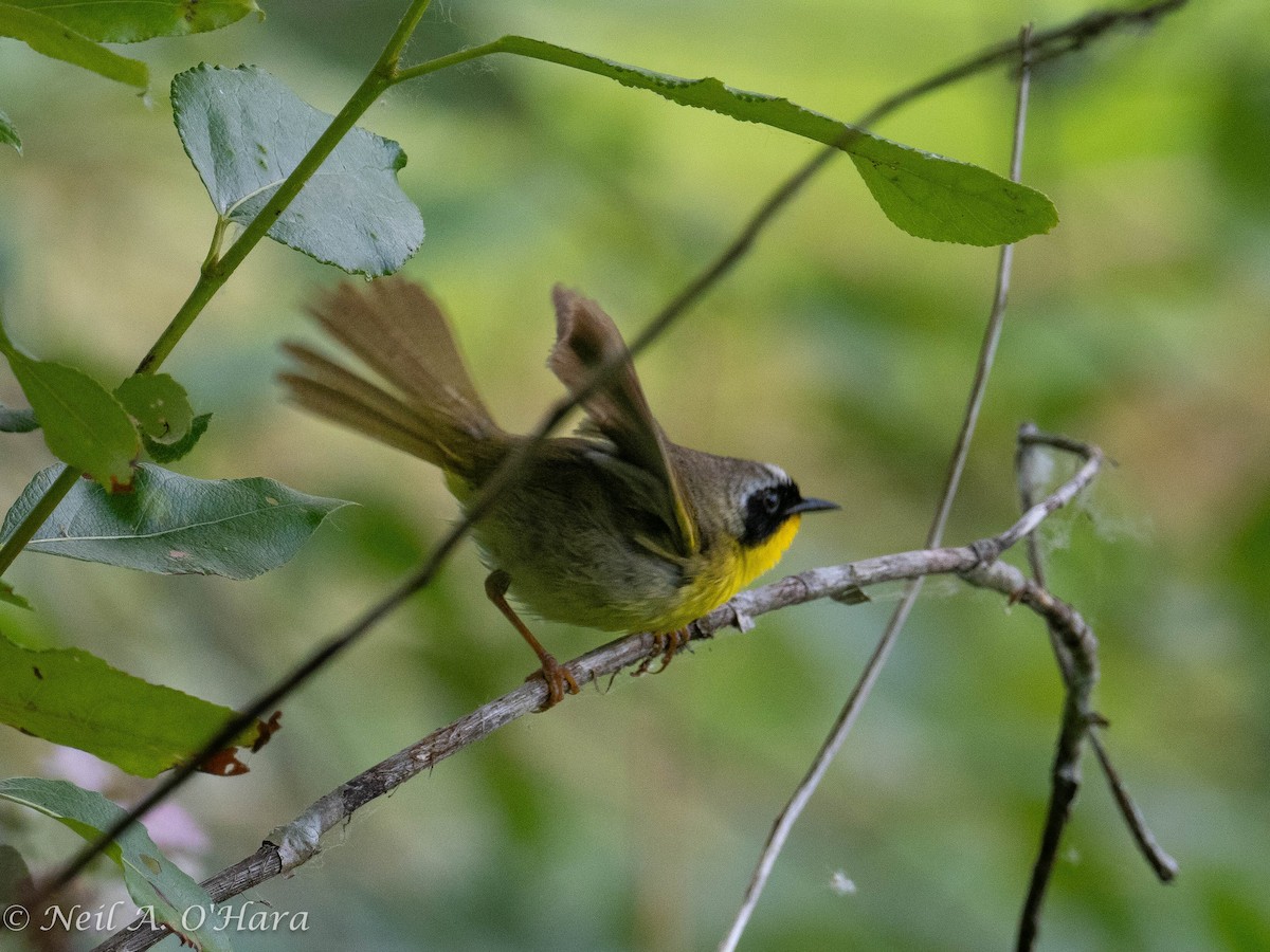 Common Yellowthroat - ML585710721