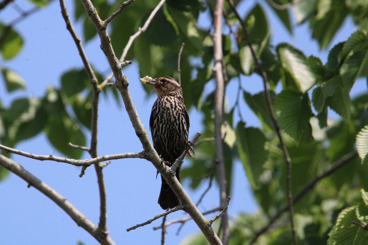 Red-winged Blackbird - ML585710751