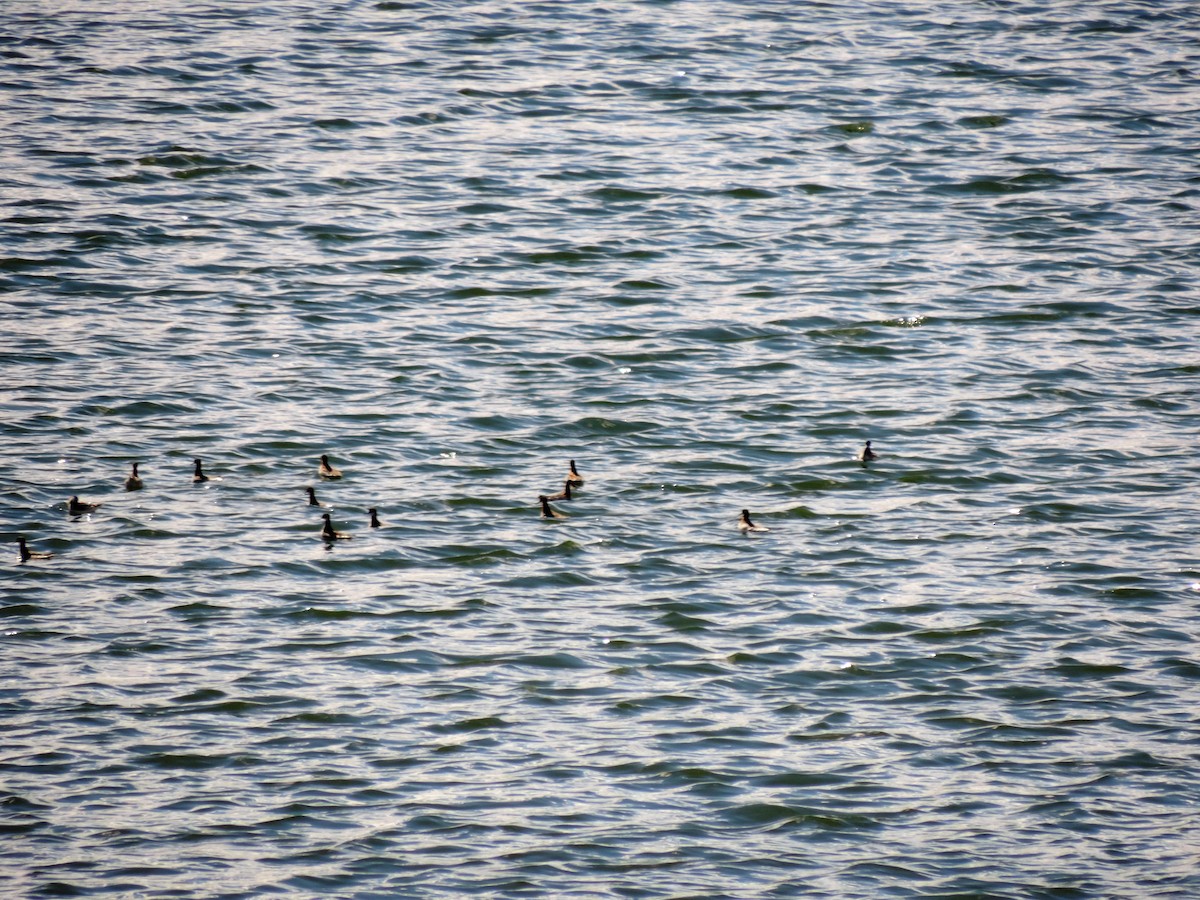 Red-necked Phalarope - ML58571081