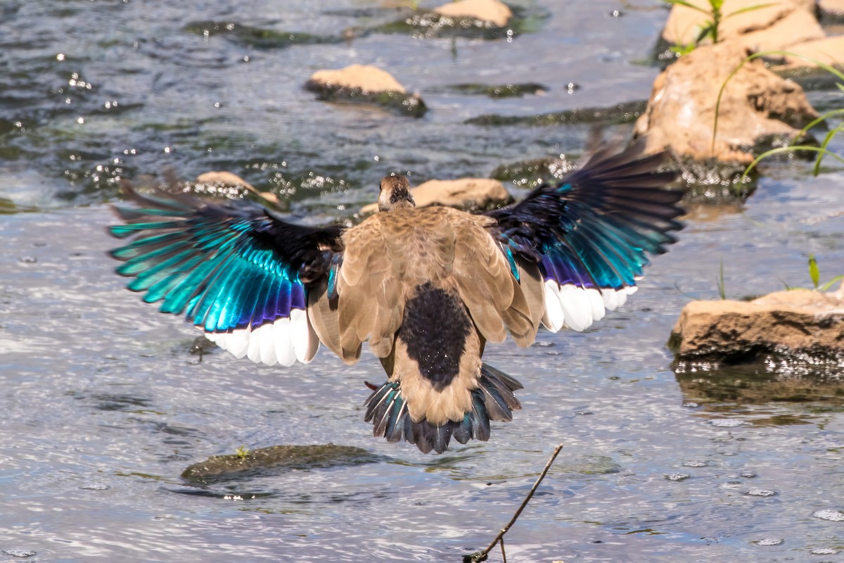 Brazilian Teal - Jodi Boe