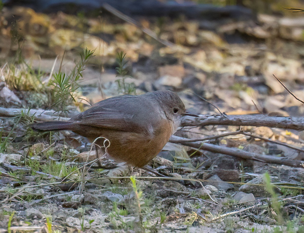 Rockwarbler - ML585713831