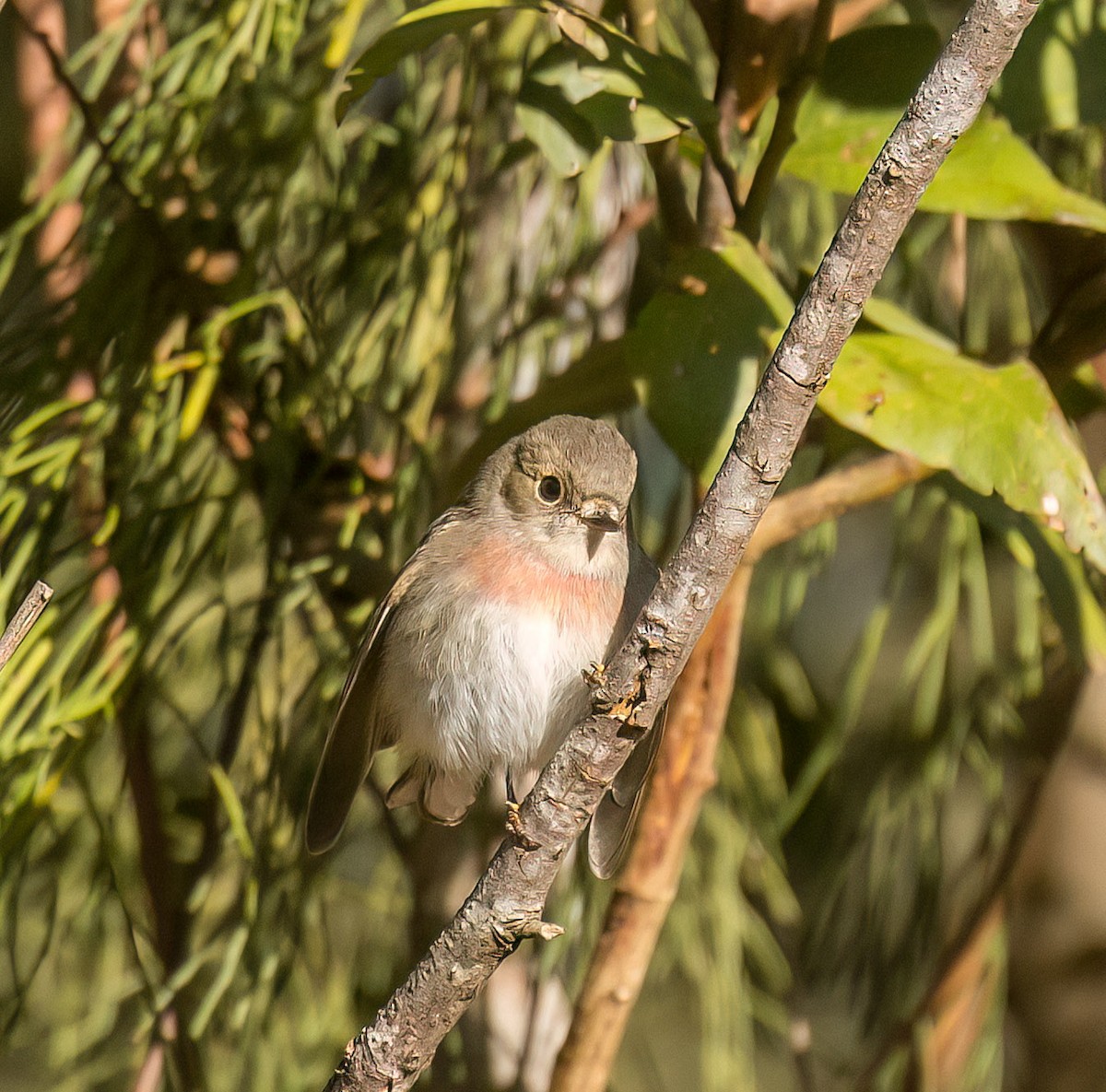 Rose Robin - ML585714261