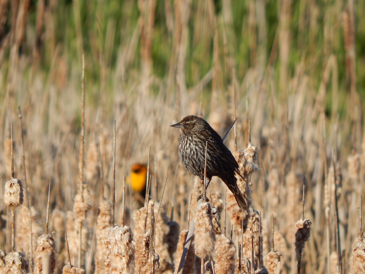 Red-winged Blackbird - ML58571481