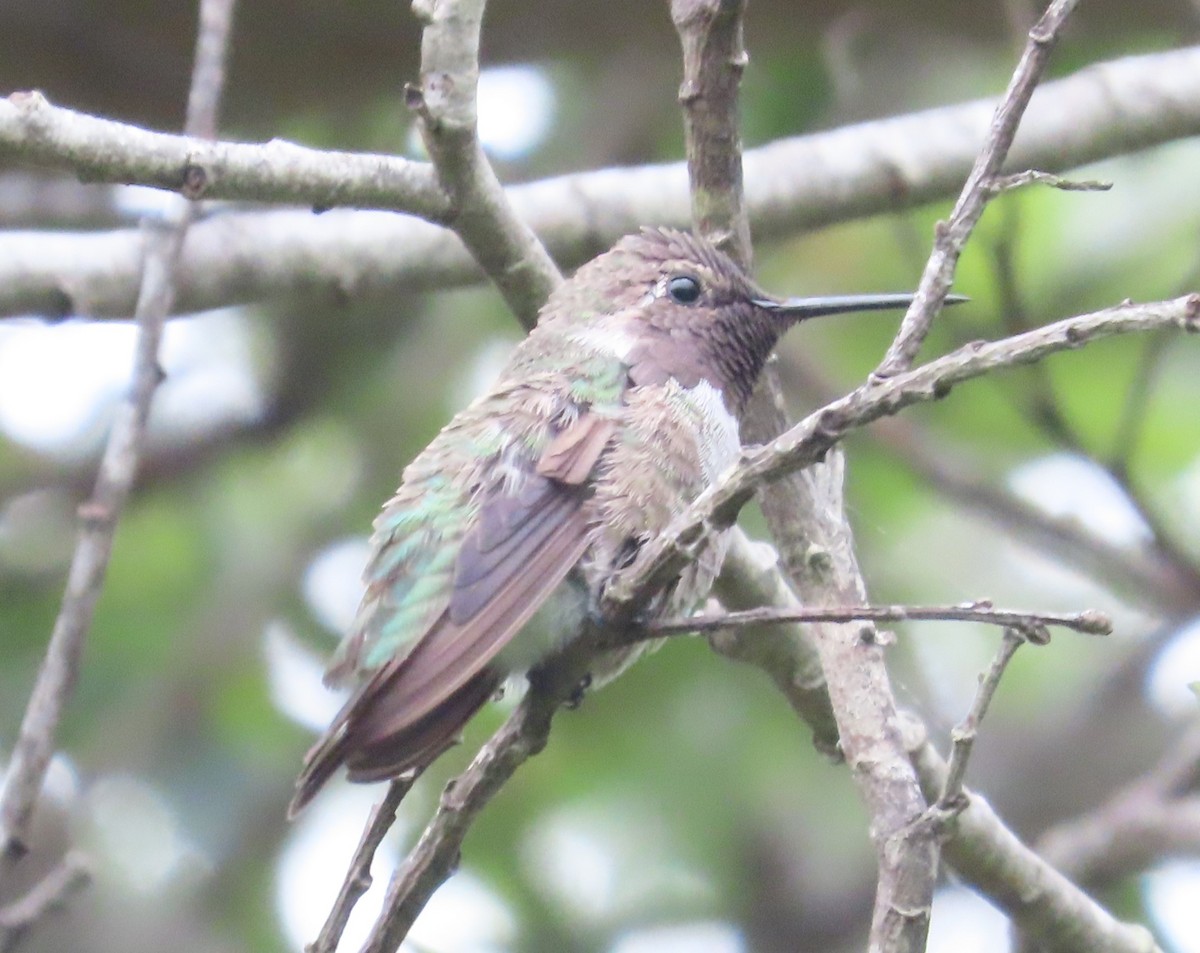 Anna's Hummingbird - ML585714991
