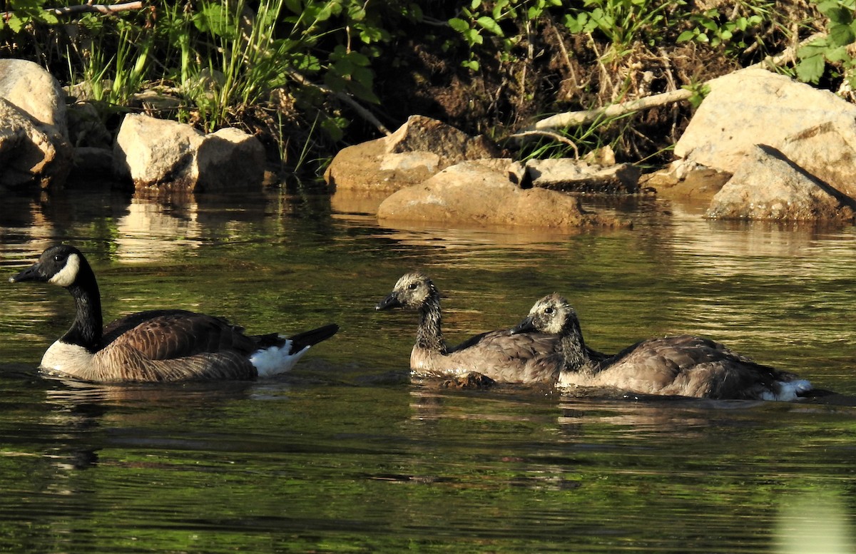 カナダガン - ML585715141