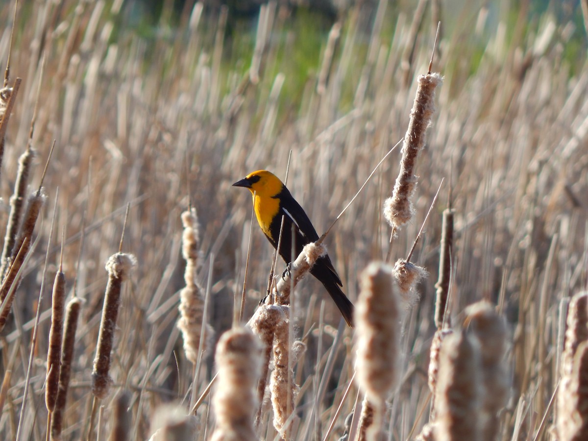 Yellow-headed Blackbird - ML58571611