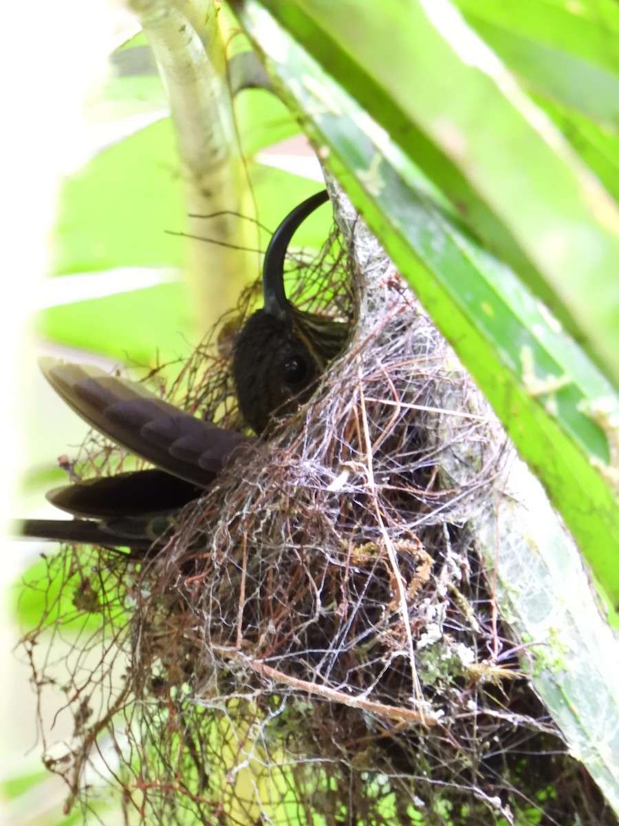 White-tipped Sicklebill - ML585716411