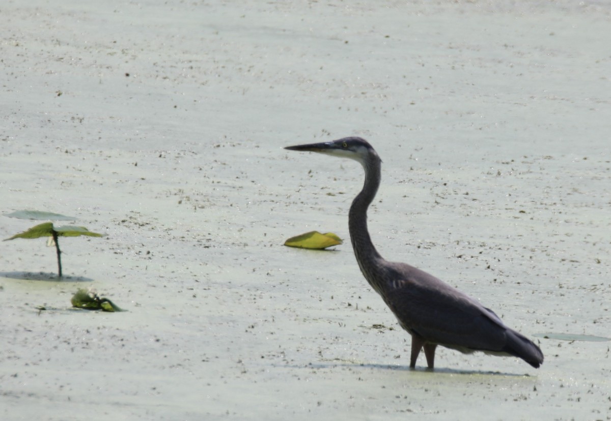 Great Blue Heron - ML585716441
