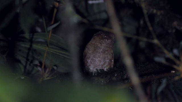 Foothill Screech-Owl (Foothill) - ML585717431