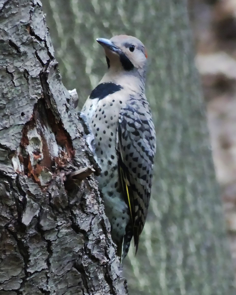 Northern Flicker (Yellow-shafted) - ML585717601