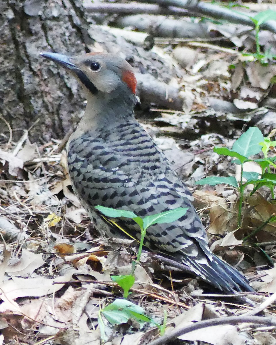 Northern Flicker (Yellow-shafted) - ML585717611