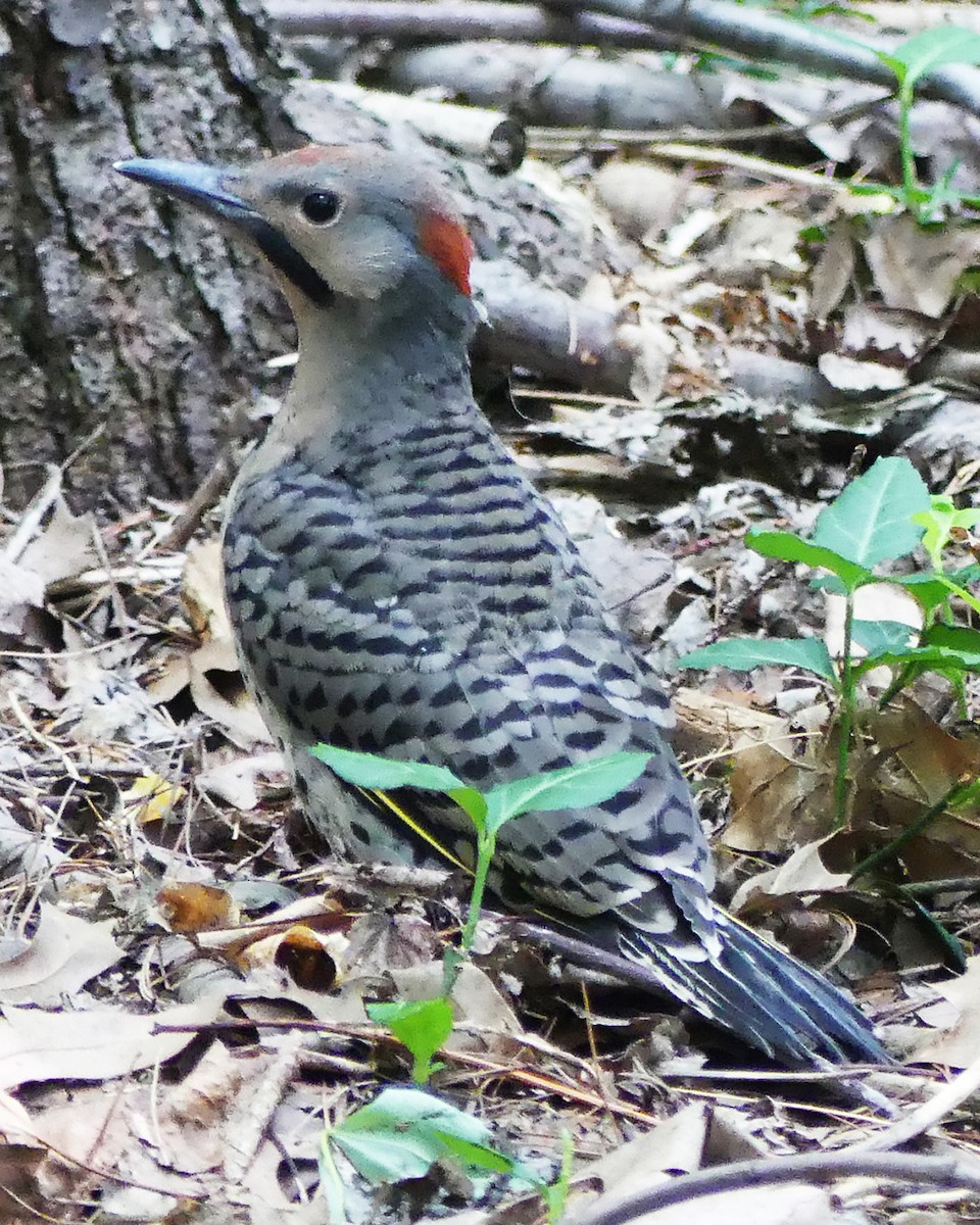 Northern Flicker (Yellow-shafted) - ML585717621