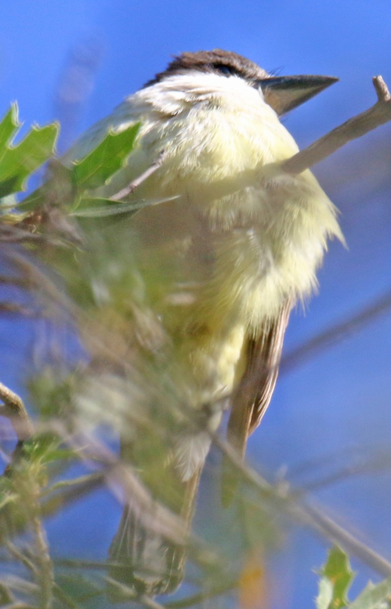 Thick-billed Kingbird - Gary Binderim