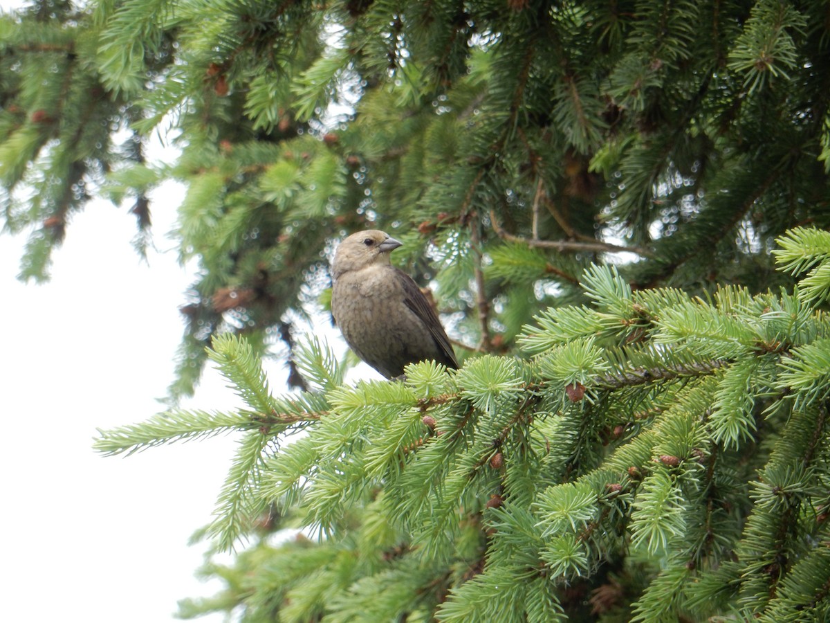 Brown-headed Cowbird - ML585718121