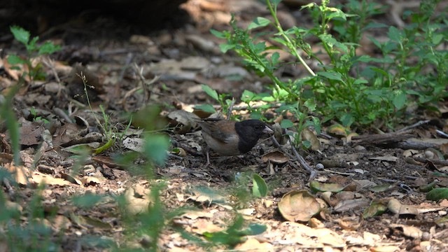 Dark-eyed Junco (Oregon) - ML585718601