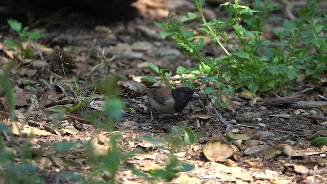 Dark-eyed Junco (Oregon) - ML585718601