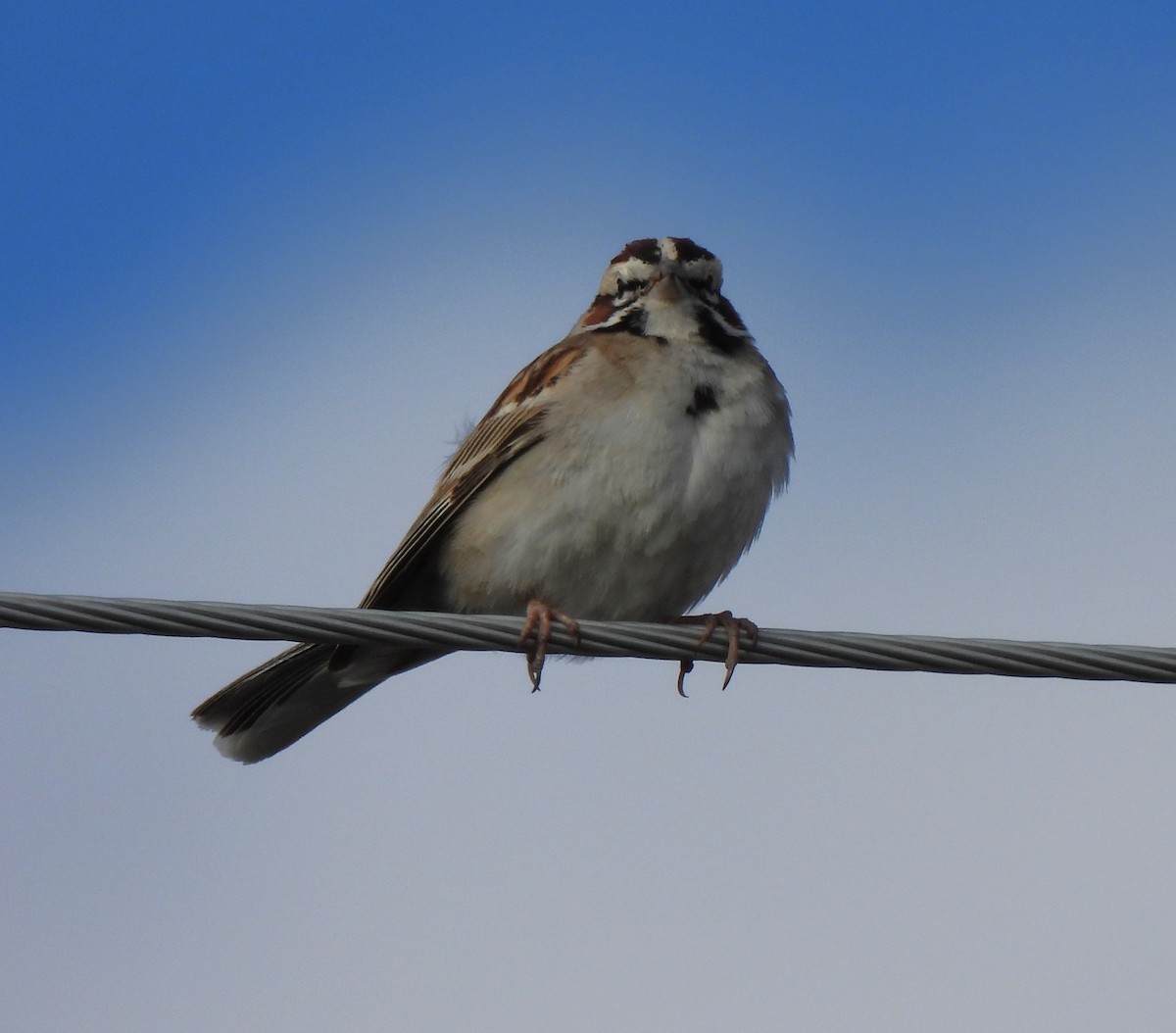 Lark Sparrow - Rick Bennett