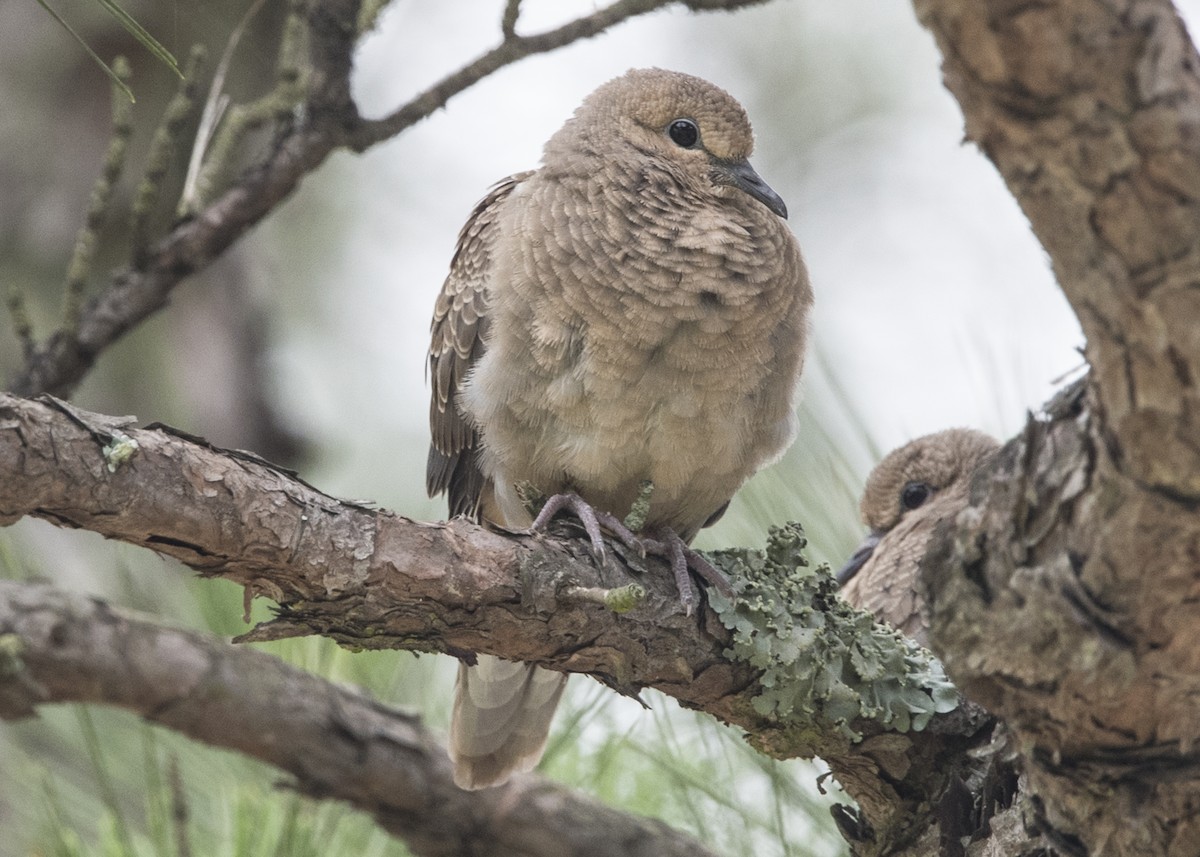 Mourning Dove - ML58571901