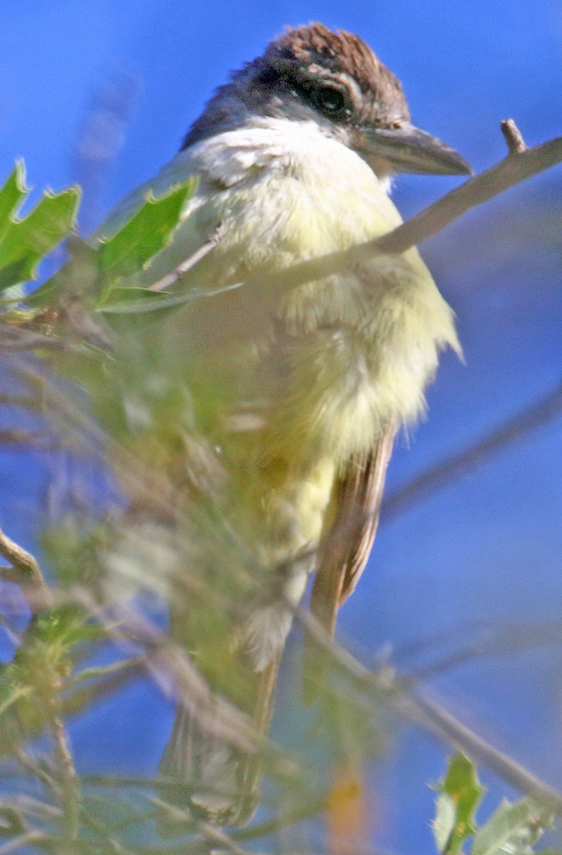 Thick-billed Kingbird - Gary Binderim