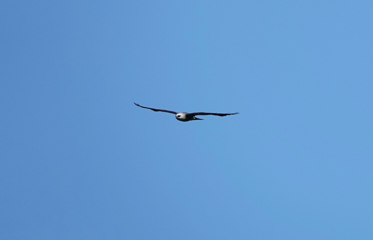 Mississippi Kite - ML585721151