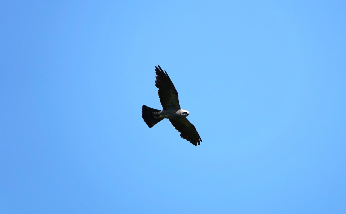 Mississippi Kite - ML585721171