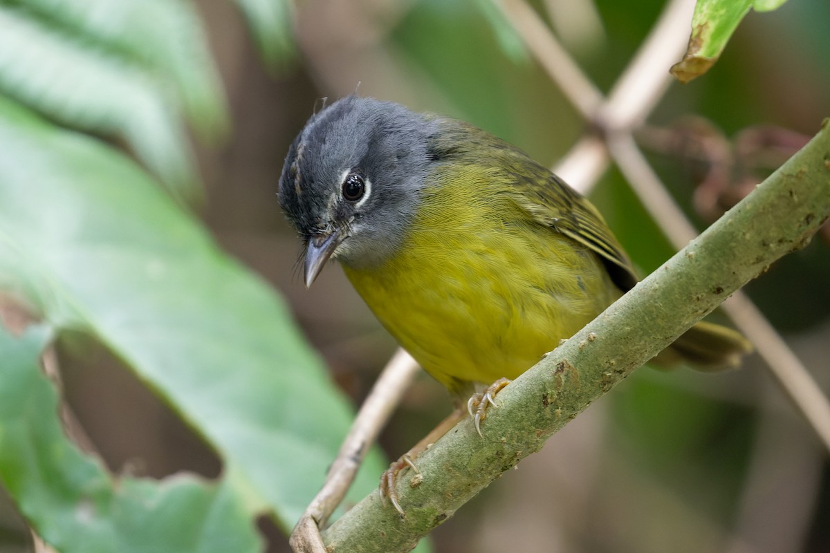 White-lored Warbler - ML585721291