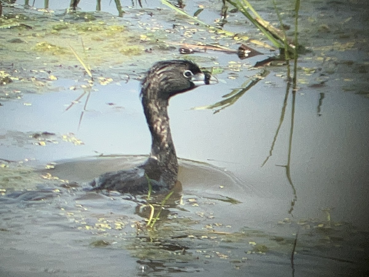 Pied-billed Grebe - ML585721381