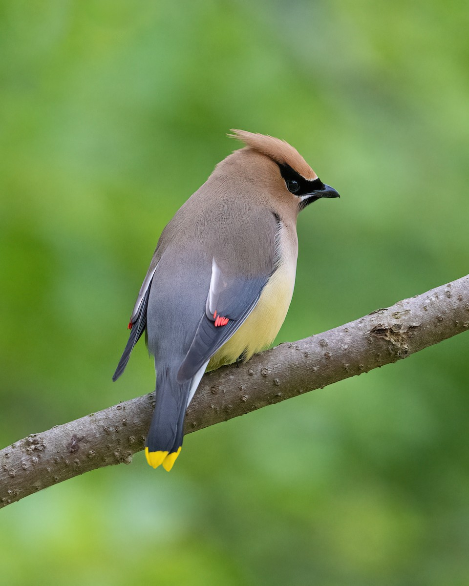 Cedar Waxwing - ML585722581