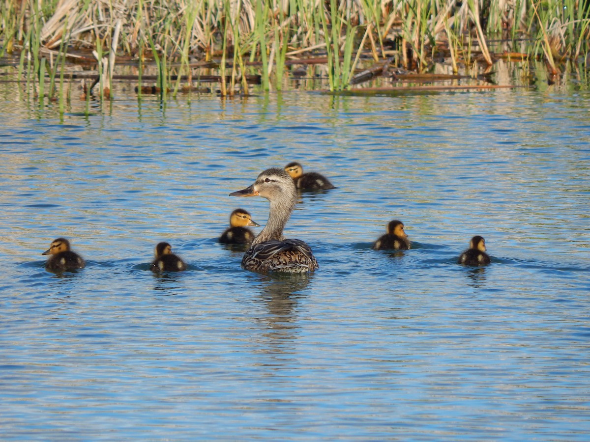 Mallard - ML58572261