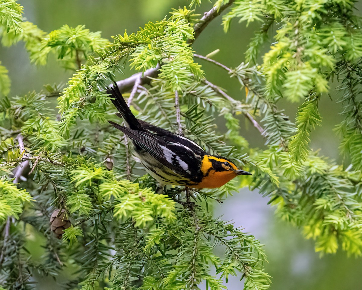 Blackburnian Warbler - ML585722641