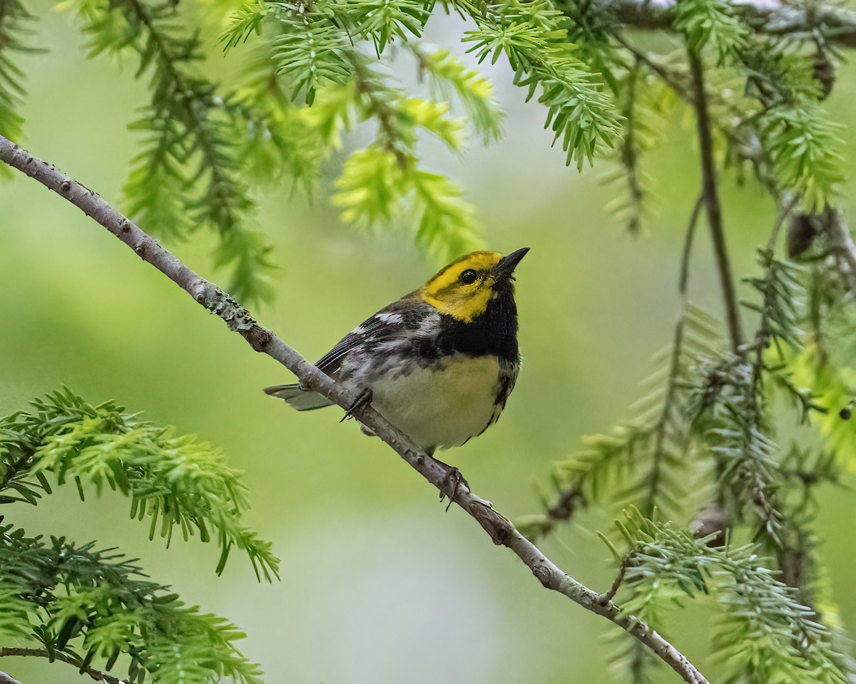 Black-throated Green Warbler - ML585722741