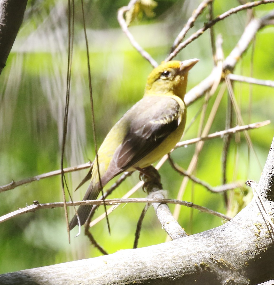 Western Tanager - ML585722751