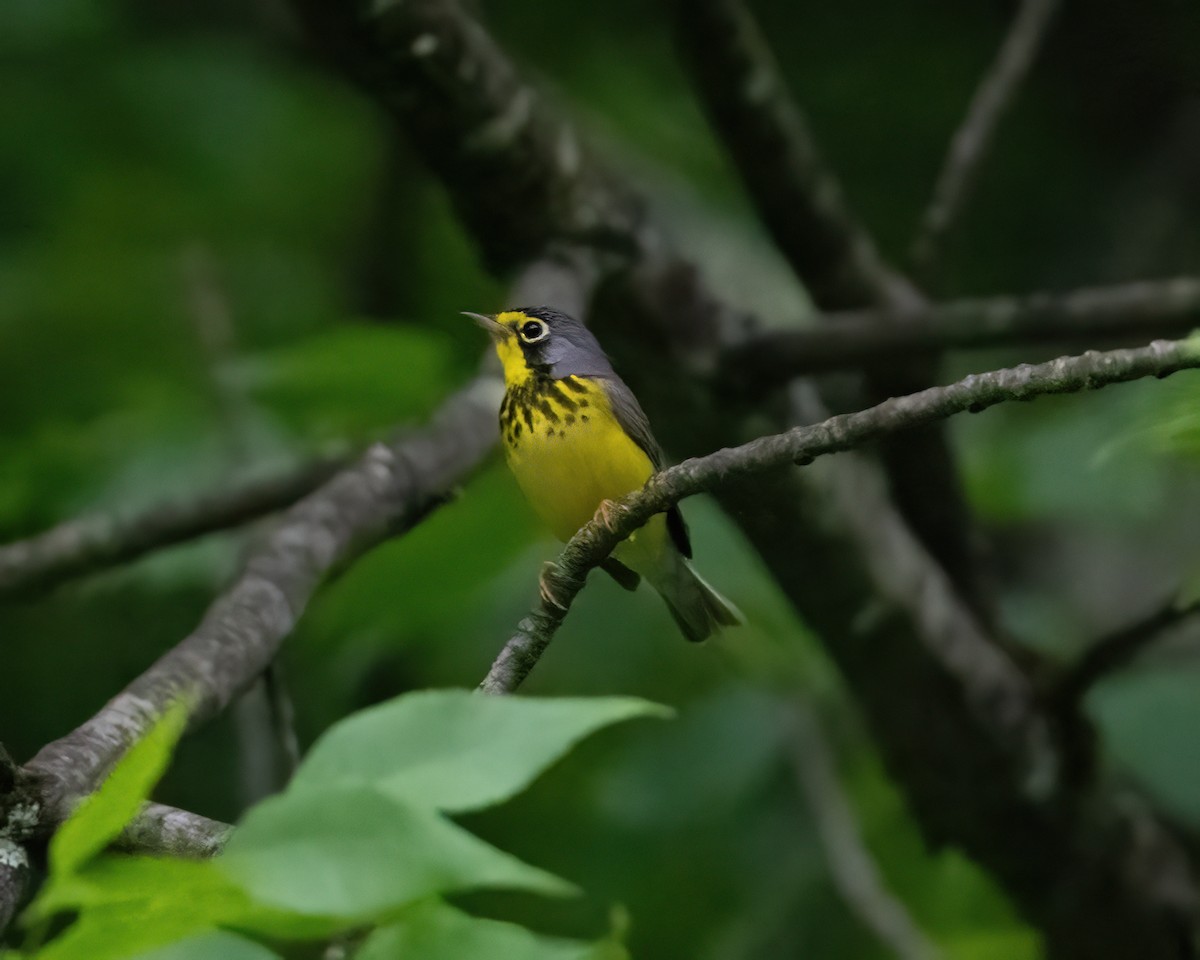 Canada Warbler - ML585722841
