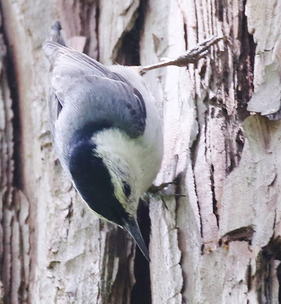 White-breasted Nuthatch - ML585722961