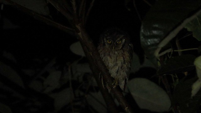 Tropical Screech-Owl - ML585723361