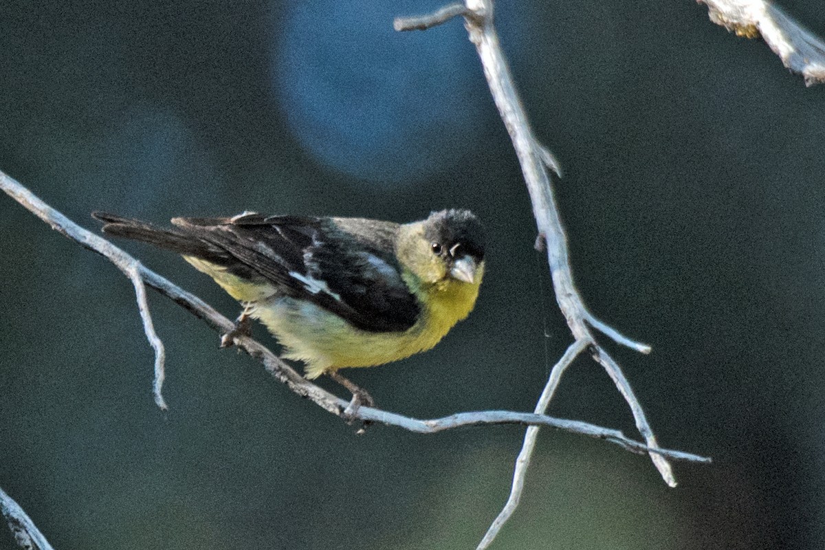 Lesser Goldfinch - ML585723441