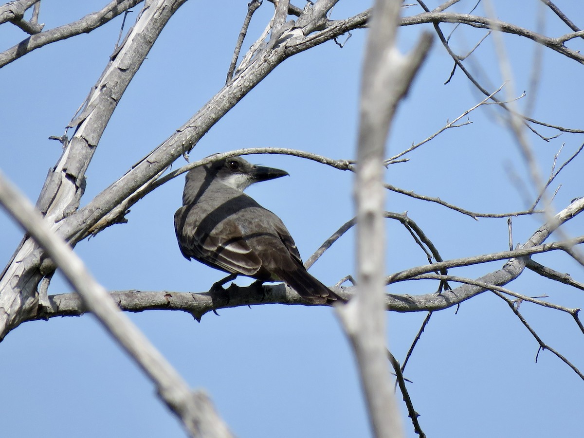 Gray Kingbird - ML585723971