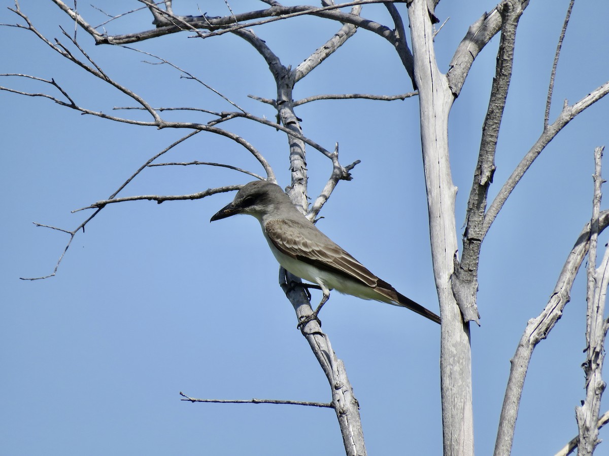 Gray Kingbird - ML585723981