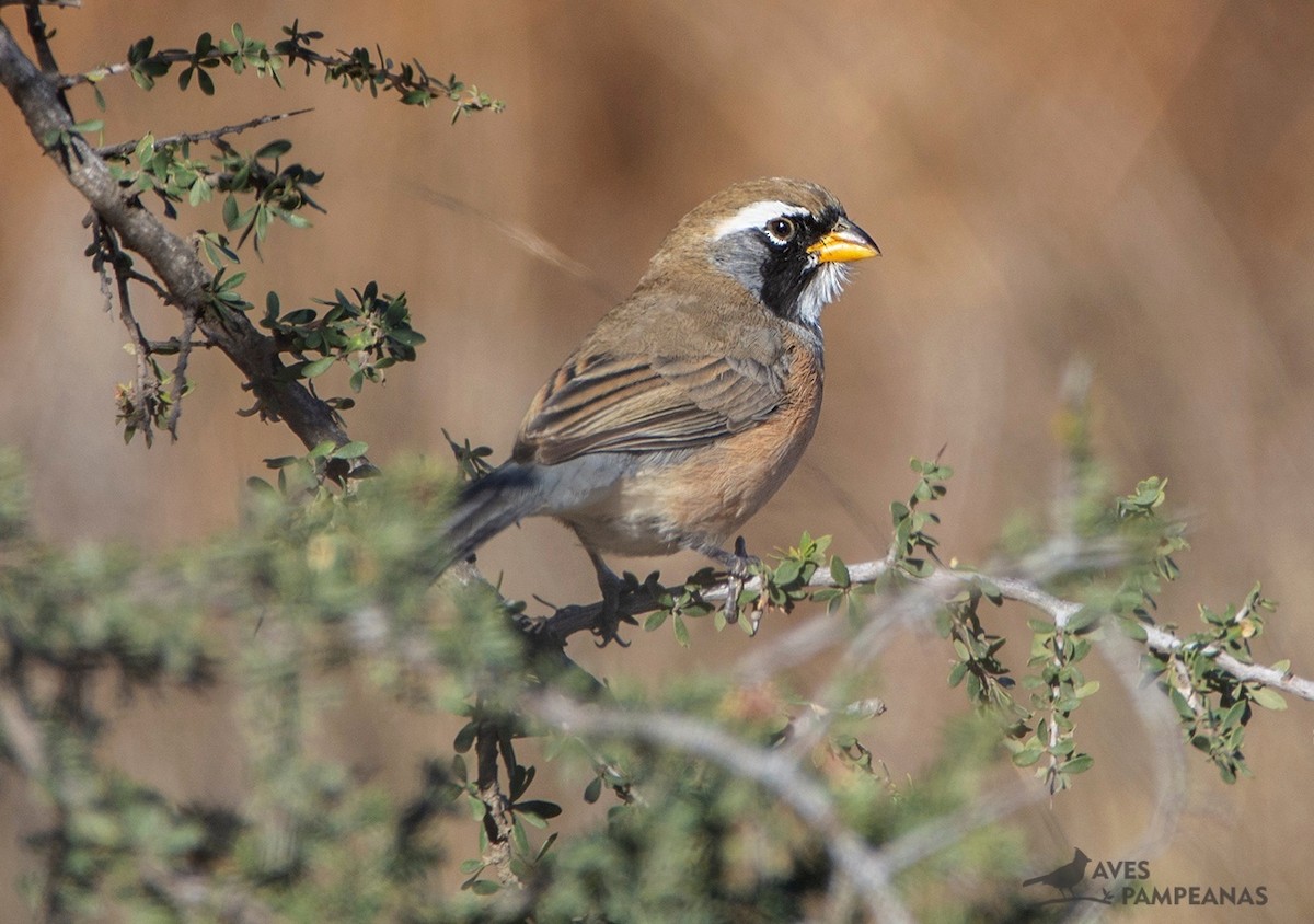Many-colored Chaco Finch - ML585725561