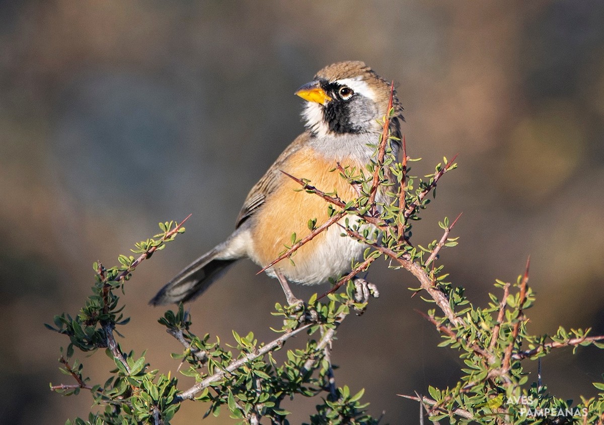 Many-colored Chaco Finch - ML585725781